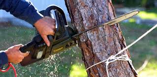 How Our Tree Care Process Works  in Le Grand, CA